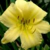Big Time Happy Daylily - 1 Gallon Pot -Home Bloom Garden Daylily Big Time Happy 1