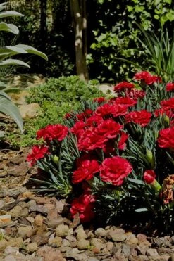 Super Trouper Velvet Red Dianthus (Carnation) - 5 Pack Of Quart Pots 9 Super Trouper Velvet Red Dianthus (Carnation) - 5 Pack Of Quart Pots -Home Bloom Garden Dianthus Super Trouper Velvet Red 1