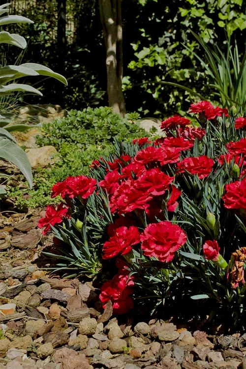Super Trouper Velvet Red Dianthus (Carnation) - 5 Pack Of Quart Pots 6 Super Trouper Velvet Red Dianthus (Carnation) - 5 Pack Of Quart Pots - Image 4