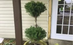 Poodle Tier Dwarf Alberta Spruce Topiary - 2 Gallon Pot 9 Poodle Tier Dwarf Alberta Spruce Topiary - 2 Gallon Pot -Home Bloom Garden Dwarf Alberta Spruce Poodle Tier 2