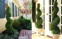 Spiral Dwarf Alberta Spruce Topiary - 2 Gallon Pot -Home Bloom Garden Dwarf Alberta Spruce Spiral 2