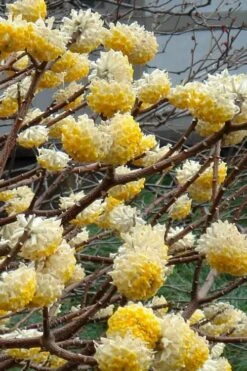 Edgeworthia Chrysantha - Paper Bush - 1 Gallon Pot -Home Bloom Garden Edgeworthia 4 500x700 1