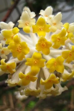 Edgeworthia Chrysantha - Paper Bush - 1 Gallon Pot -Home Bloom Garden Edgeworthia BS