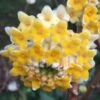 Edgeworthia Chrysantha - Paper Bush - 3 Gallon -Home Bloom Garden Edgeworthia Chrysantha 201 1