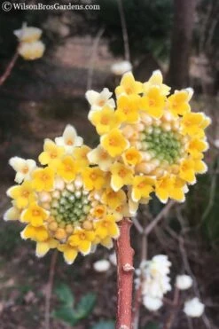 Edgeworthia Chrysantha - Paper Bush - 3 Gallon -Home Bloom Garden Edgeworthia Chrysantha 202 1