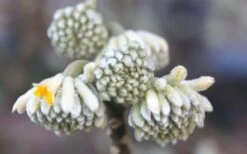 Edgeworthia Chrysantha - Paper Bush - 1 Gallon Pot -Home Bloom Garden Edgeworthia Flower Buds