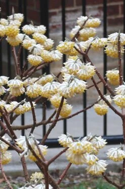 Snow Cream Edgeworthia Paper Bush - 5 Gallon -Home Bloom Garden Edgeworthia Snow Cream 4