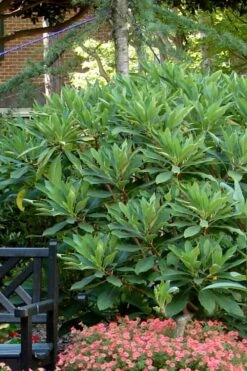 Snow Cream Edgeworthia Paper Bush - 5 Gallon -Home Bloom Garden Edgeworthia Snow Cream 7