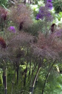 Bronze Fennel (Foeniculum Vulgare 'Purpureum') - 1 Gallon Pot -Home Bloom Garden Fennel Bronze 1