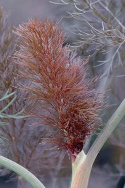 Bronze Fennel (Foeniculum Vulgare 'Purpureum') - 1 Gallon Pot -Home Bloom Garden Fennel Bronze 2