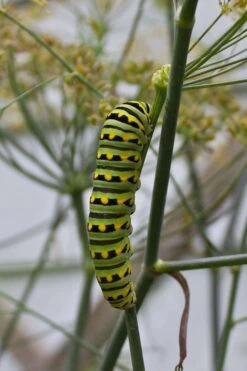 Bronze Fennel (Foeniculum Vulgare 'Purpureum') - 1 Gallon Pot -Home Bloom Garden Fennel Bronze 4