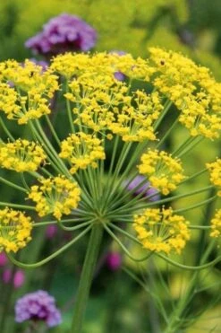Bronze Fennel (Foeniculum Vulgare 'Purpureum') - 1 Gallon Pot -Home Bloom Garden Fennel Bronze 6