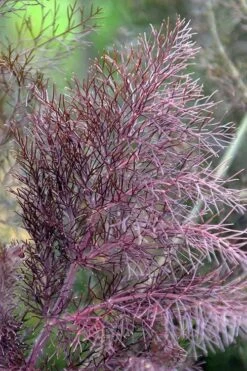 Bronze Fennel (Foeniculum Vulgare 'Purpureum') - 1 Gallon Pot -Home Bloom Garden Fennel Bronze 7
