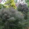 Bronze Fennel (Foeniculum Vulgare 'Purpureum') - 1 Gallon Pot -Home Bloom Garden Fennel Bronze 8