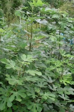 Black Mission Fig Tree - 1 Gallon Pot -Home Bloom Garden Fig Black Mission 5