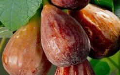 Brown Turkey Fig Tree - 1 Gallon Pot 15 Brown Turkey Fig Tree - 1 Gallon Pot -Home Bloom Garden Fig Brown Turkey 20 2