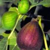 Brown Turkey Fig Tree - 1 Gallon Pot -Home Bloom Garden Fig Brown Turkey BS 2