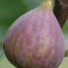 Celeste Fig Tree - 3 Gallon Pot -Home Bloom Garden Fig Celeste BS 1