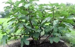 Chicago Cold Hardy Fig Tree - 5 Gallon Pot 11 Chicago Cold Hardy Fig Tree - 5 Gallon Pot -Home Bloom Garden Fig Chicago Cold Hardy 1 2