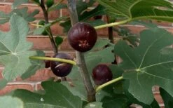 Chicago Cold Hardy Fig Tree - 5 Gallon Pot 10 Chicago Cold Hardy Fig Tree - 5 Gallon Pot -Home Bloom Garden Fig Chicago Cold Hardy 3