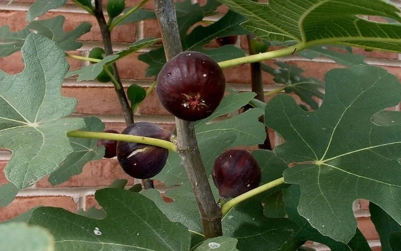 Chicago Cold Hardy Fig Tree - 5 Gallon Pot 6 Chicago Cold Hardy Fig Tree - 5 Gallon Pot - Image 4