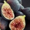 Chicago Cold Hardy Fig Tree - 5 Gallon Pot -Home Bloom Garden Fig Chicago Cold Hardy Rev 2 500x750 3