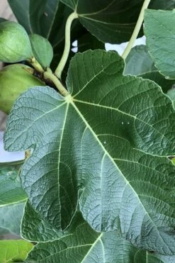 Italian Honey Fig Tree (Ficus Carica 'Lattarula') - 1 Gallon Pot 11 Italian Honey Fig Tree (Ficus Carica 'Lattarula') - 1 Gallon Pot -Home Bloom Garden Fig Ischia 3