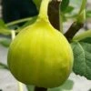 Italian Honey Fig Tree (Ficus Carica 'Lattarula') - 1 Gallon Pot -Home Bloom Garden Fig Lemon Italian Honey 3