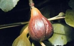 Magnolia Fig Tree - 1 Gallon Pot -Home Bloom Garden Fig Magnolia