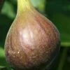 Magnolia Fig Tree - 1 Gallon Pot -Home Bloom Garden Fig Magnolia 500x750 1