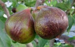 Olympian Cold Hardy Fig Tree - 2 Gallon Pot -Home Bloom Garden Fig Olympain 2