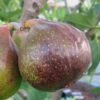Olympian Cold Hardy Fig Tree - 2 Gallon Pot 1 Olympian Cold Hardy Fig Tree - 2 Gallon Pot -Home Bloom Garden Fig Olympian 1