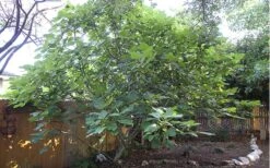 Texas Everbearing Fig Tree - 1 Gallon Pot -Home Bloom Garden Fig Texas Everbearing 12 2