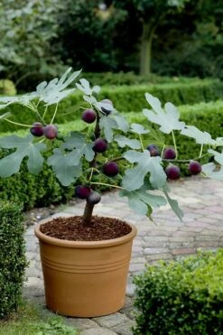 Texas Everbearing Fig Tree - 1 Gallon Pot -Home Bloom Garden Fig Texas Everbearing 13 2