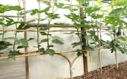 Texas Everbearing Fig Tree - 3 Gallon Pot -Home Bloom Garden Fig Texas Everbearing 6 1