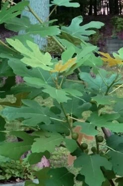 Texas Everbearing Fig Tree - 1 Gallon Pot -Home Bloom Garden Fig Texas Everbearing 7 2