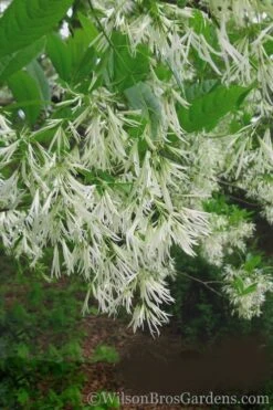 Grancy Graybeard - White Fringe Tree - 7 Gallon Pot (2-3') -Home Bloom Garden Grancy Graybeard Tree 30 1