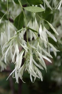 Grancy Graybeard - White Fringe Tree - 7 Gallon Pot (2-3') -Home Bloom Garden Grancy Graybeard Tree 32 1
