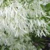 Grancy Graybeard - White Fringe Tree - 7 Gallon Pot (2-3') -Home Bloom Garden Grancy Graybeard Tree Flowers 21 500x750 2
