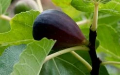 Black Mission Fig Tree - 6 Pack Of 1 Gallon Pots 11 Black Mission Fig Tree - 6 Pack Of 1 Gallon Pots -Home Bloom Garden Grape Black Mission 50 1
