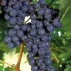 Concord Grape Vine - 3 Gallon Pot -Home Bloom Garden Grape Concord 1 1