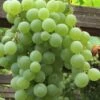 Himrod Seedless Grape Vine - 2 Gallon Pot -Home Bloom Garden Grape Himrod 1