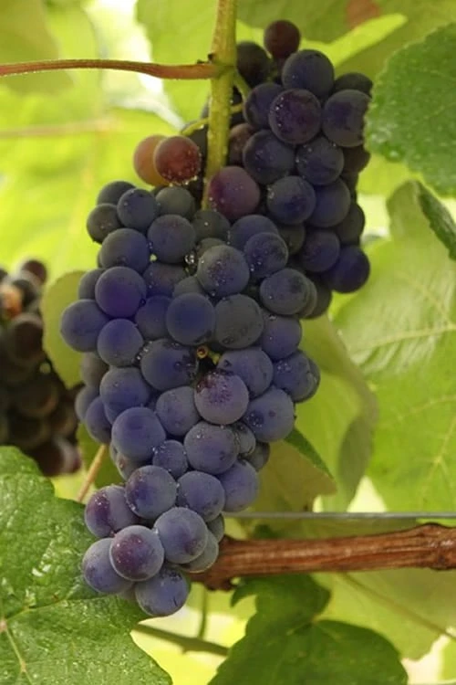 Mars Seedless Grape - 1 Gallon Pot 3 Mars Seedless Grape - 1 Gallon Pot