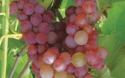 Reliance Red Seedless Grape Vine - 1 Gallon Pot 9 Reliance Red Seedless Grape Vine - 1 Gallon Pot -Home Bloom Garden Grape Reliance 50
