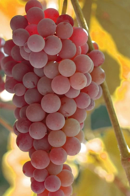 Reliance Red Seedless Grape Vine - 1 Gallon Pot 3 Reliance Red Seedless Grape Vine - 1 Gallon Pot