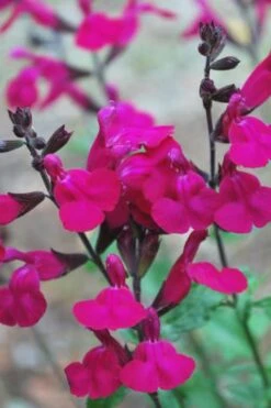 Heatwave Brilliance Salvia (Sage) - 1 Gallon Pot -Home Bloom Garden Heatwave Brilliance Salvia 500x750 1
