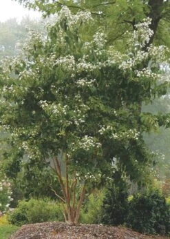 Temple Of Bloom Seven-son Flower (Heptacodium Miconioides) - 3 Gallon Pot -Home Bloom Garden Heptacodium Temple Of Bloom 3