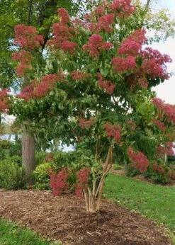 Temple Of Bloom Seven-son Flower (Heptacodium Miconioides) - 1 Gallon Pot -Home Bloom Garden Heptacodium Temple Of Bloom 8 1