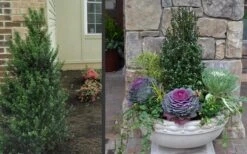 Pyramidal Compacta Japanese Holly - 3 Gallon Pot -Home Bloom Garden Holly Compacta Pyramidal 2