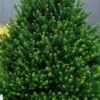 Pyramidal Compacta Japanese Holly - 3 Gallon Pot -Home Bloom Garden Holly Pyramidal Compacta BS